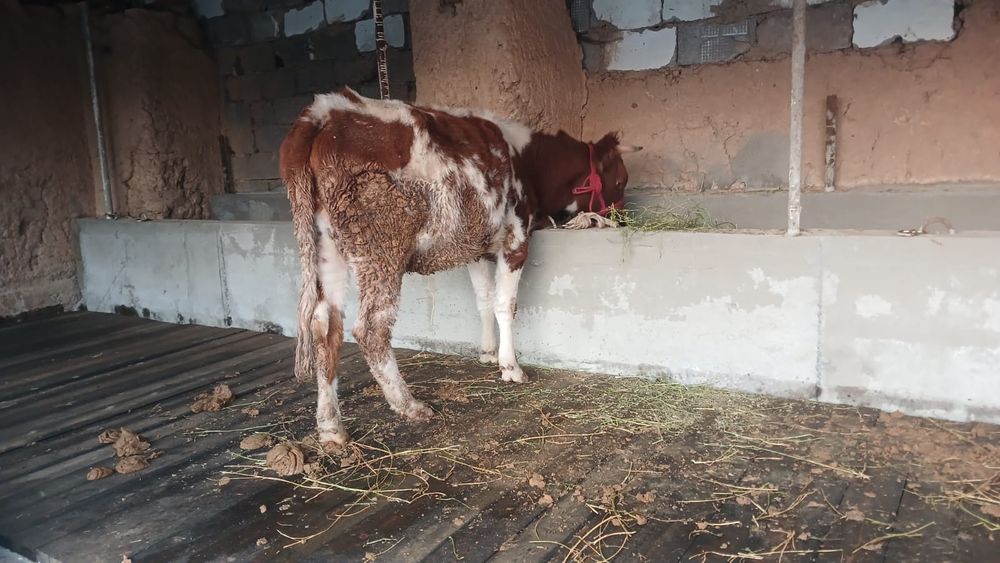 Бұзаулы сиыр сатылады Туркестан қаласы