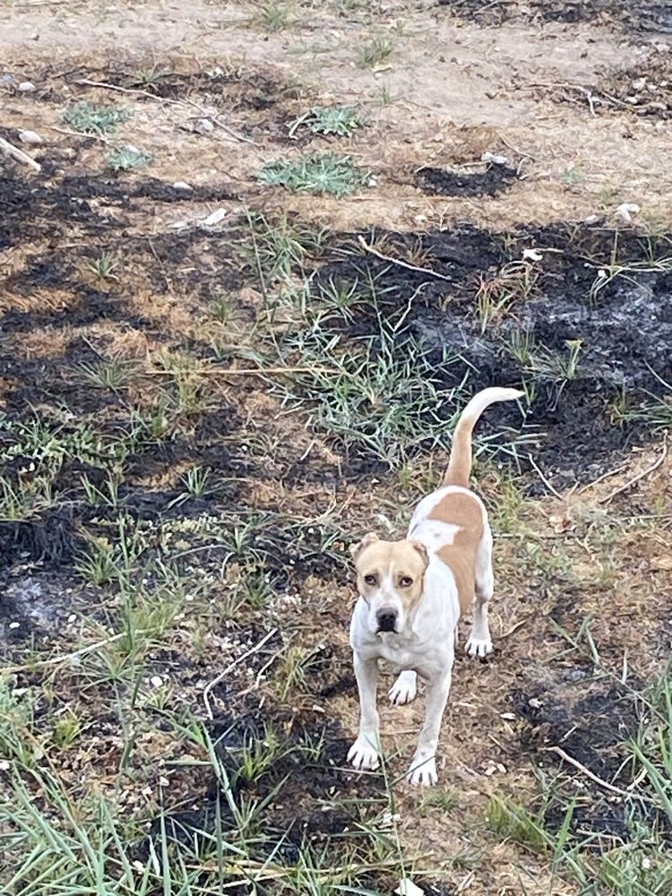Pitbull 100$ 3 yosh hali urshtrlmagan