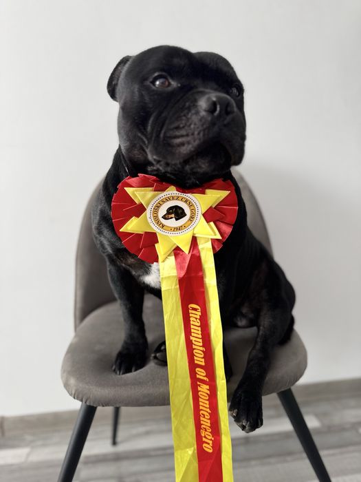 StafforshireBullTerrier - Mascul