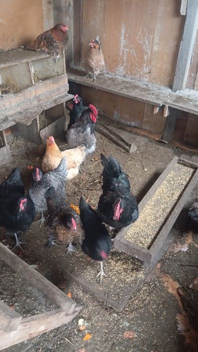 Продам куриц и петухов породы джерсинский гигант
