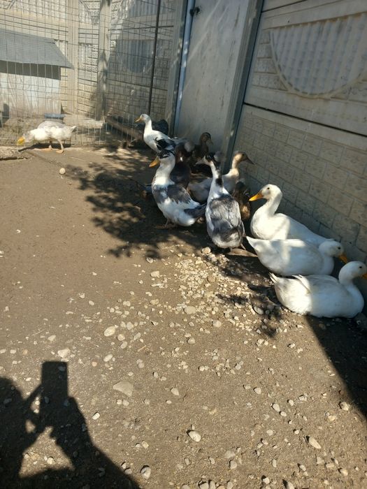 Vând rațe romanești