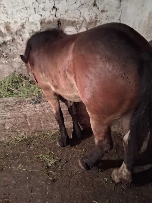 De vanzare 2 manz  10 luni are  9 luni negociabil