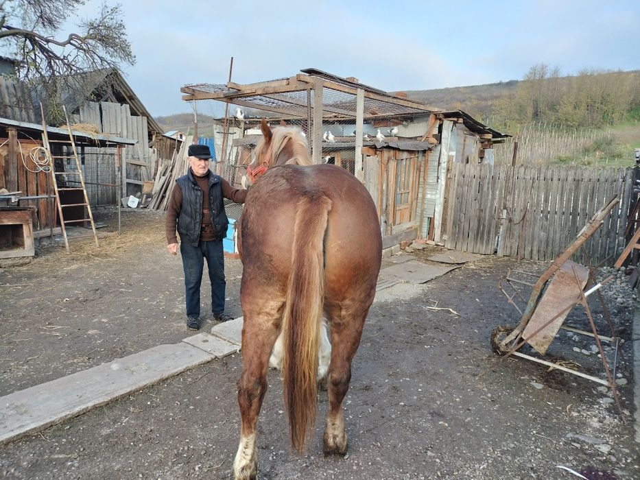 Iapă roaibă și căruță