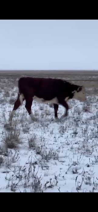 Буаз 5 кой жане 2 ургашы баспак сатылады