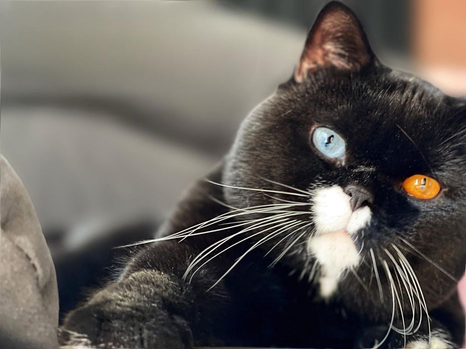 British shorthair cu pedigree