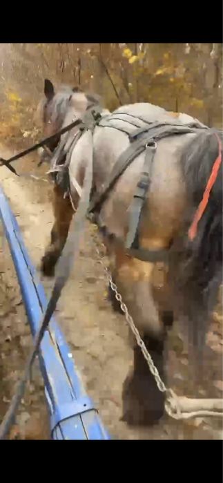 Vand cal castrat de 7 ani