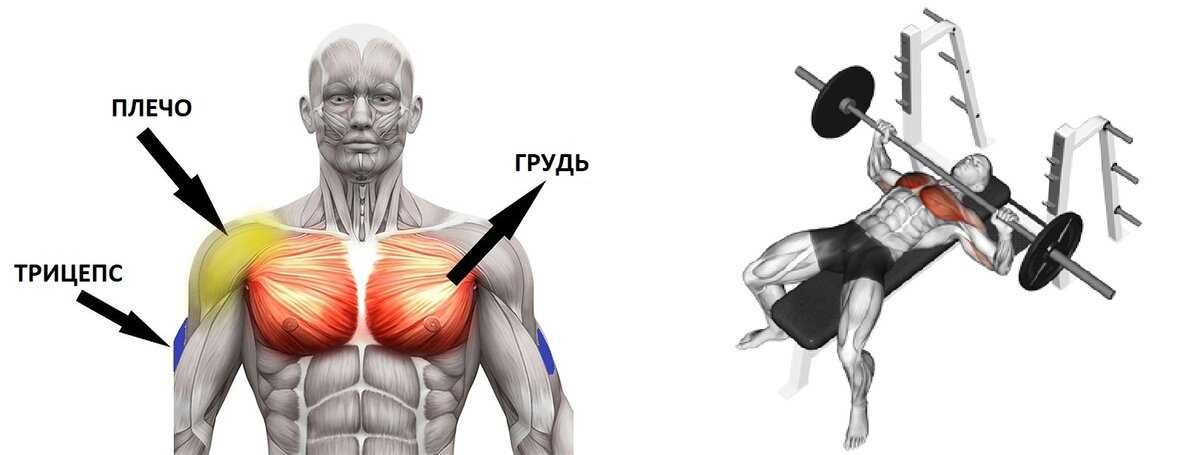 Impulse PL9021
Многопозиционный жим от груди Ko'p funksiyali JIM