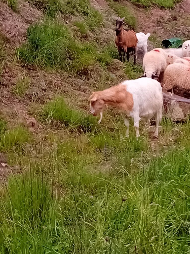 Vând capre cu iezi