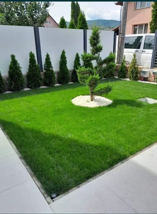 Vând plante ornamentale de cea mai buna calitate