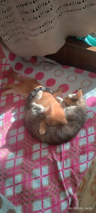 Отдам милых КОТЯТ в заботливые руки