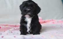 Bichon havanez  600 lei