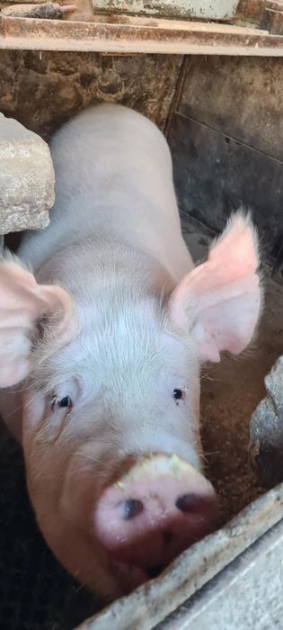 Продавам Прасе на добра цена