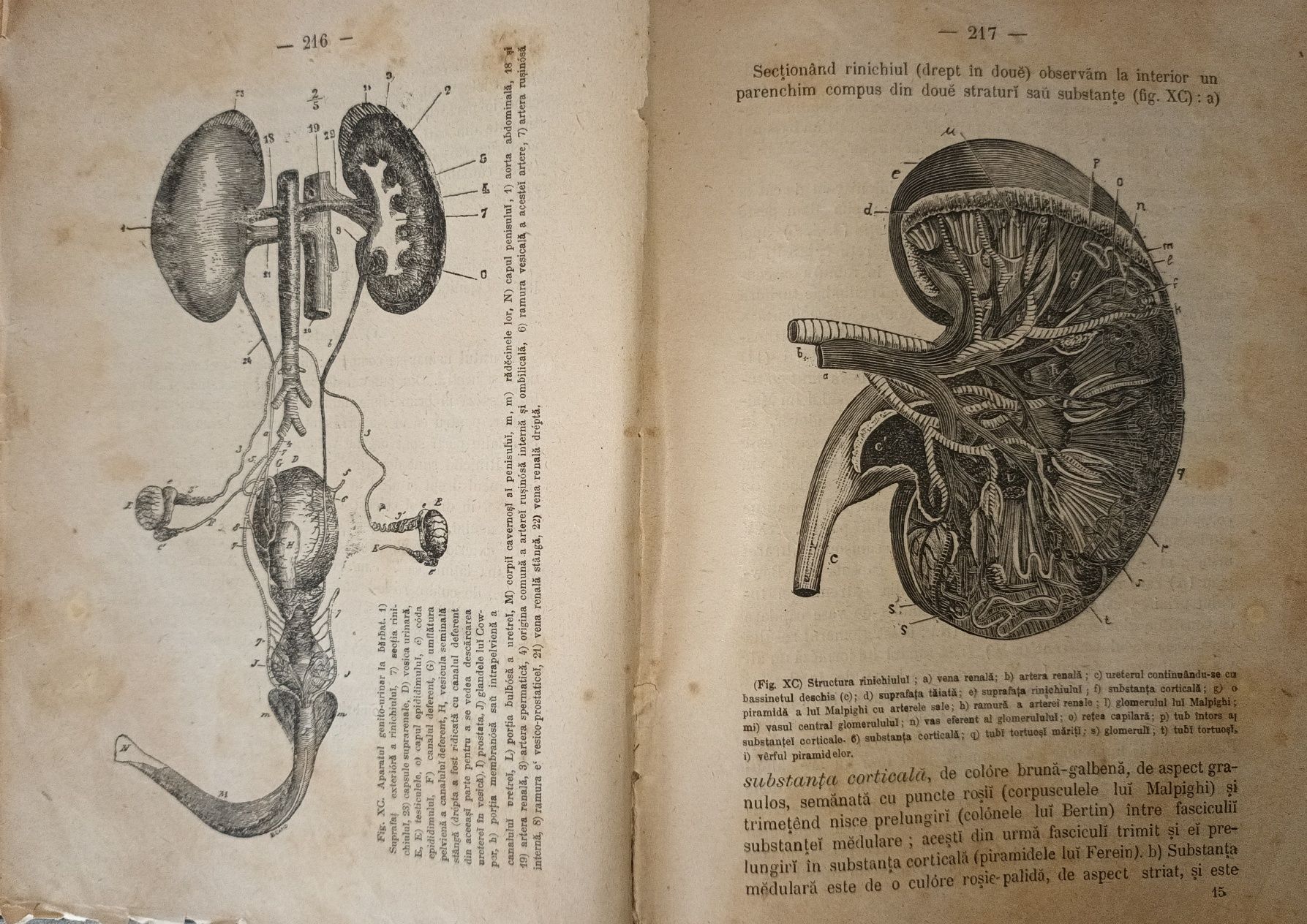 Medicina fundamentala