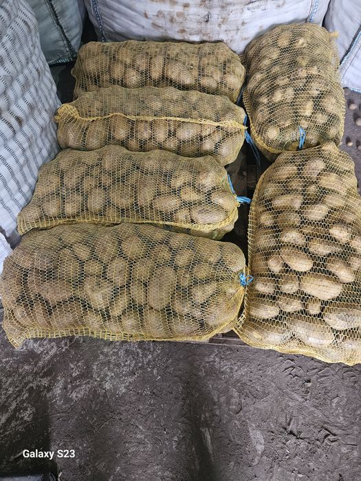 Картофи Сорая за консумация