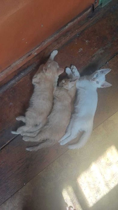 Отдам в хорошие руки