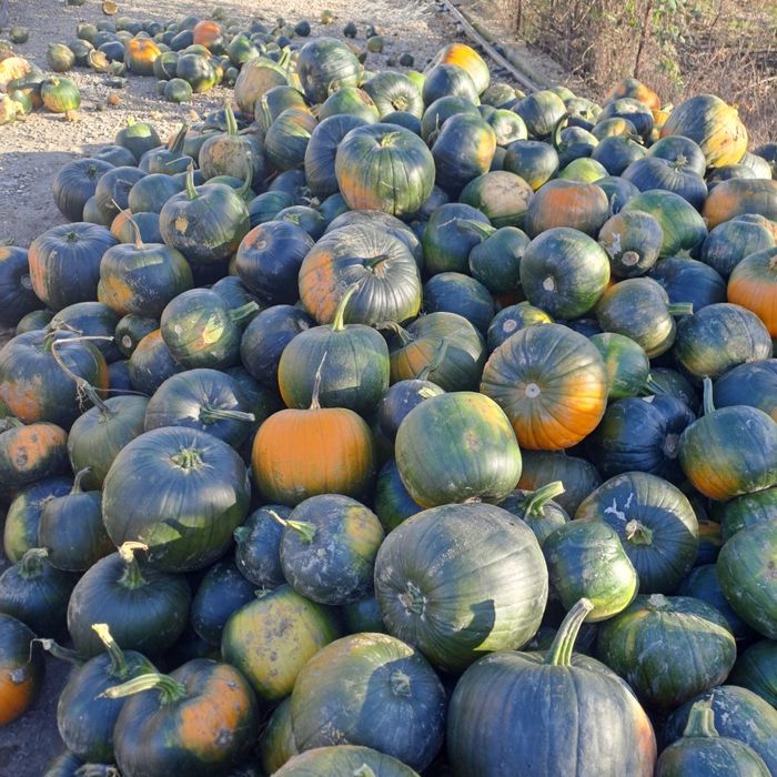 Dovleci de vânzare!