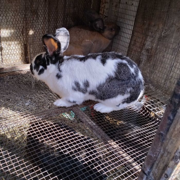 Зайци мъжки и женски на всякаква възраст