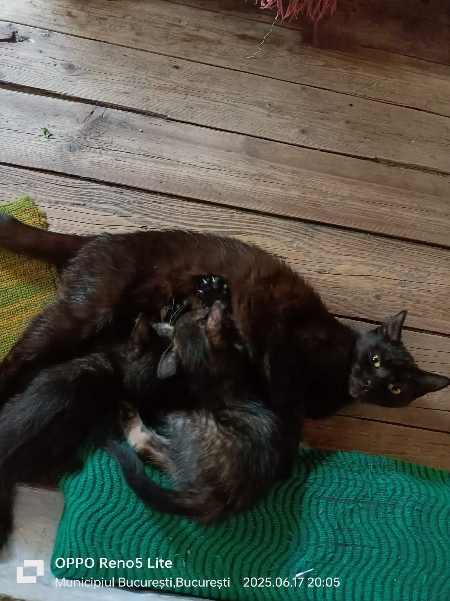 Adoptie 2 pui de pisica Calico 2 Fete și un băiat Pisica neagra