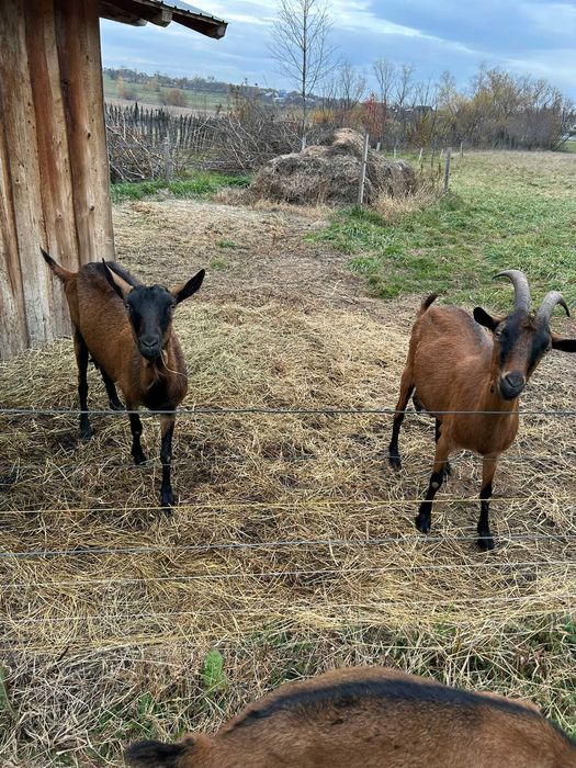 Vand capre si iedite