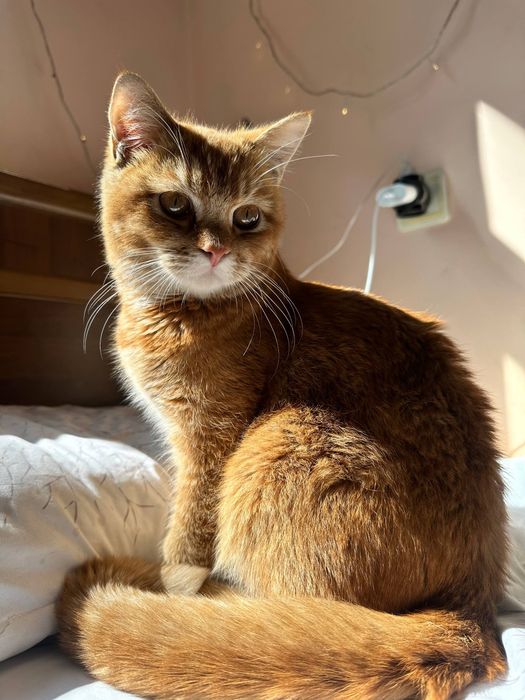 Котик ждёт своих хозяева