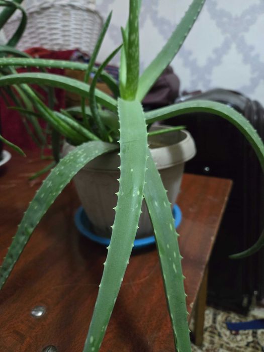 Продам Алоэ лечебное