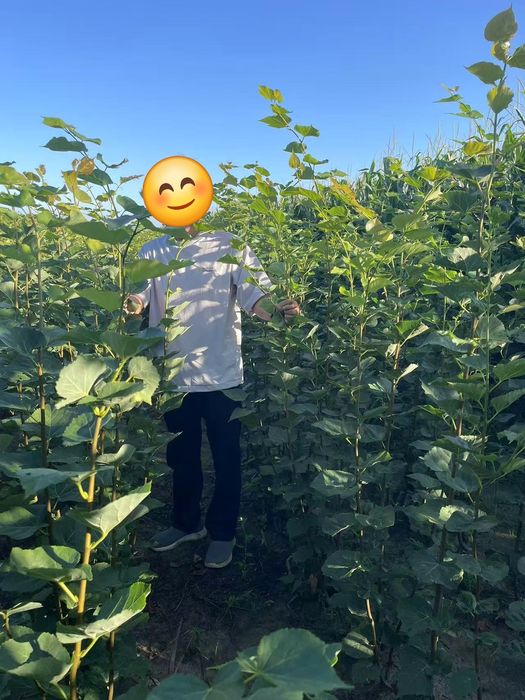 Купнолистный липа привитый оптом