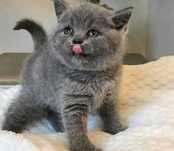 British Blue băiețel