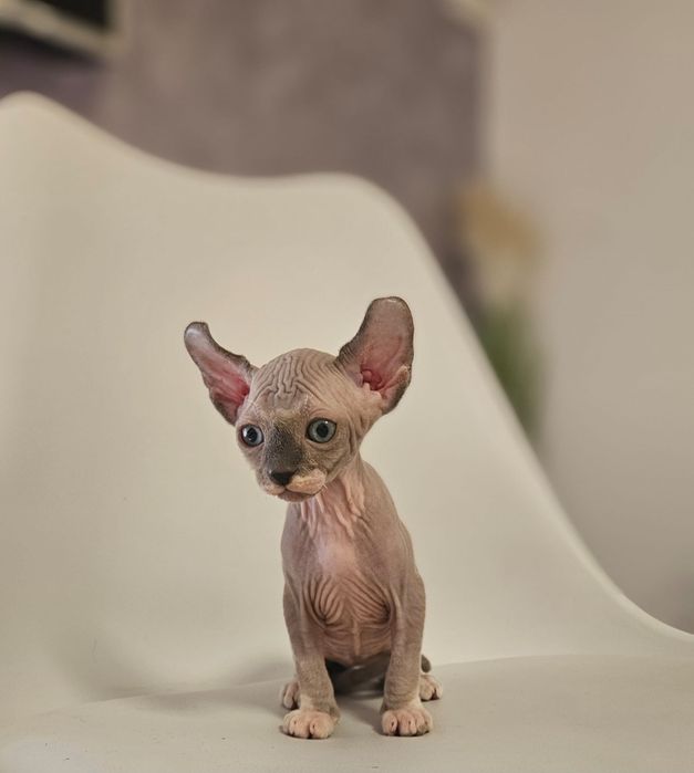 Baietel sphynx/sfinx/elf SUPERB