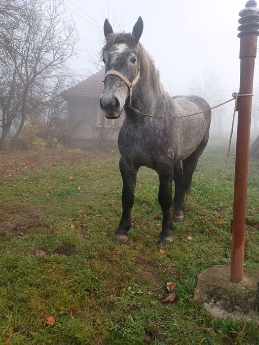 Vând sau schimb mânz percheron