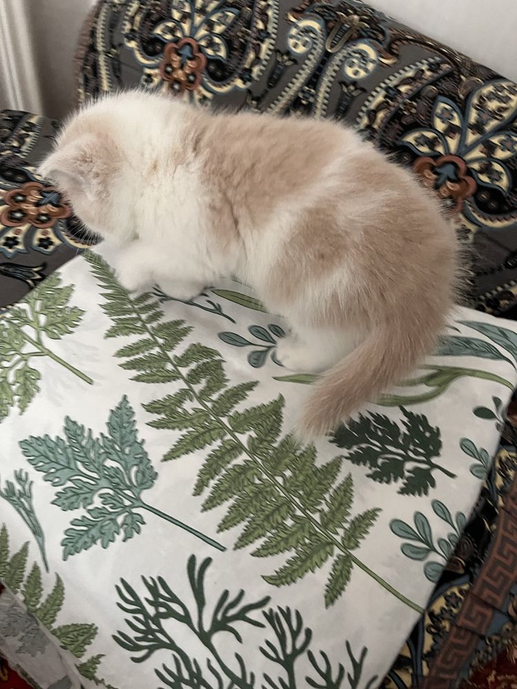 Котенок хорошийй