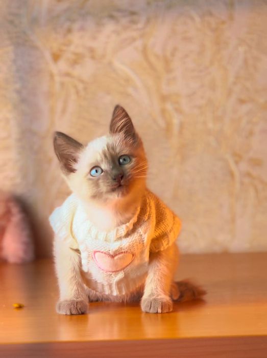 Кото ребенок в добрые руки г.Алматы