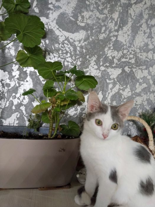 Котенок мальчик 3-4 месяца срочно ищет дом!