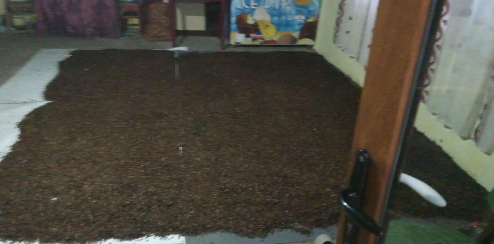 Vand sămânță de roșcove ( gladita )