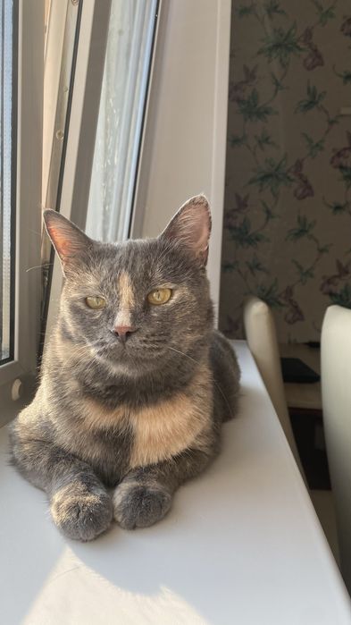 Кошка в поисках дома