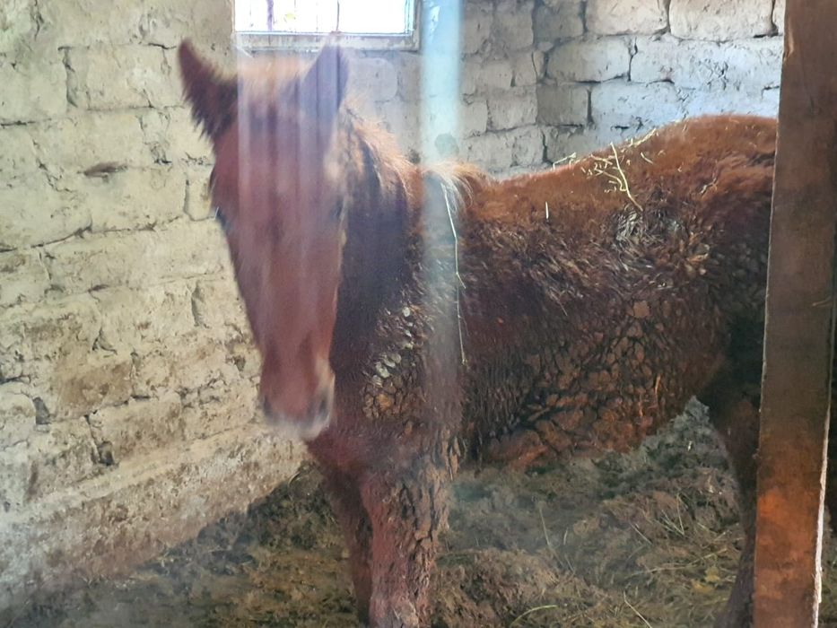 Ұрғашы жабағы сатылады