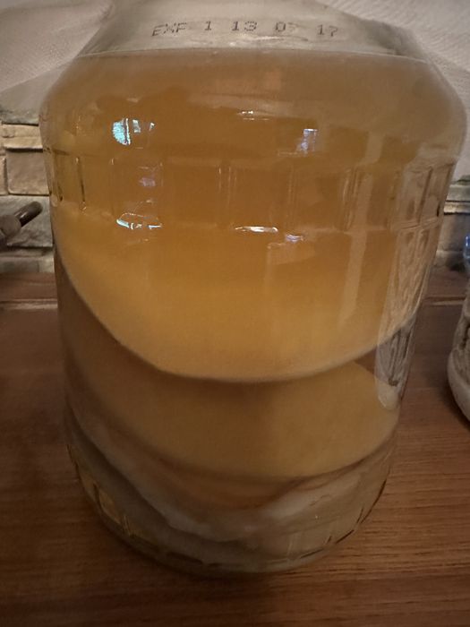 Ciuperca Kambucha