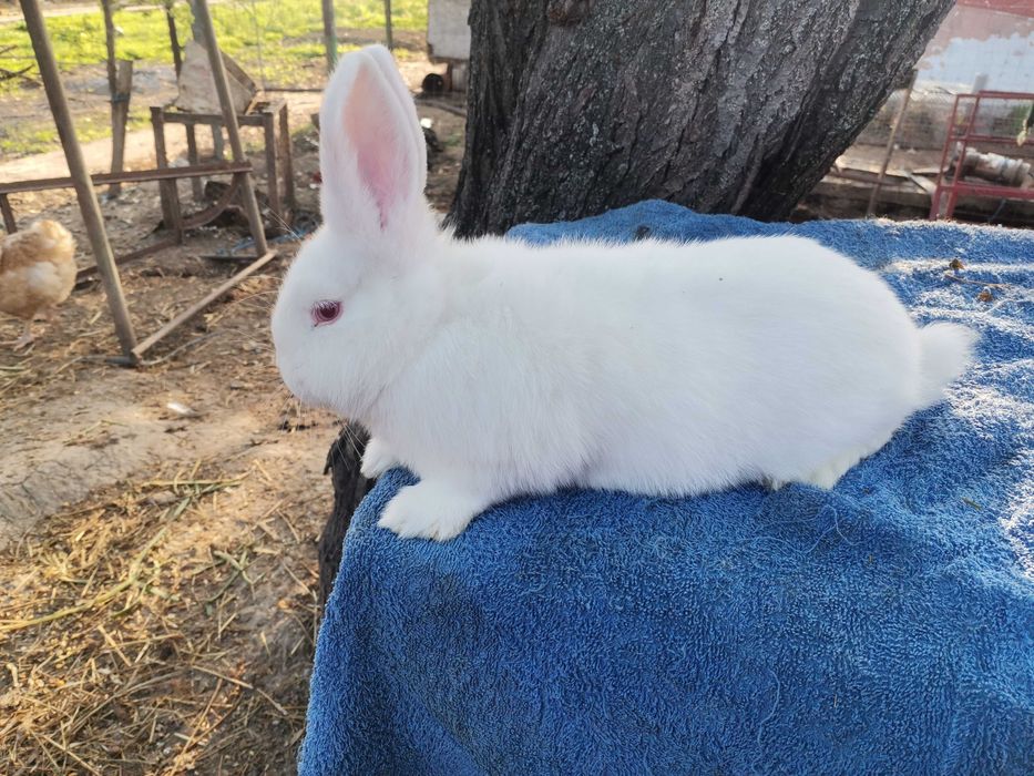 Iepuri neozeelandez alb