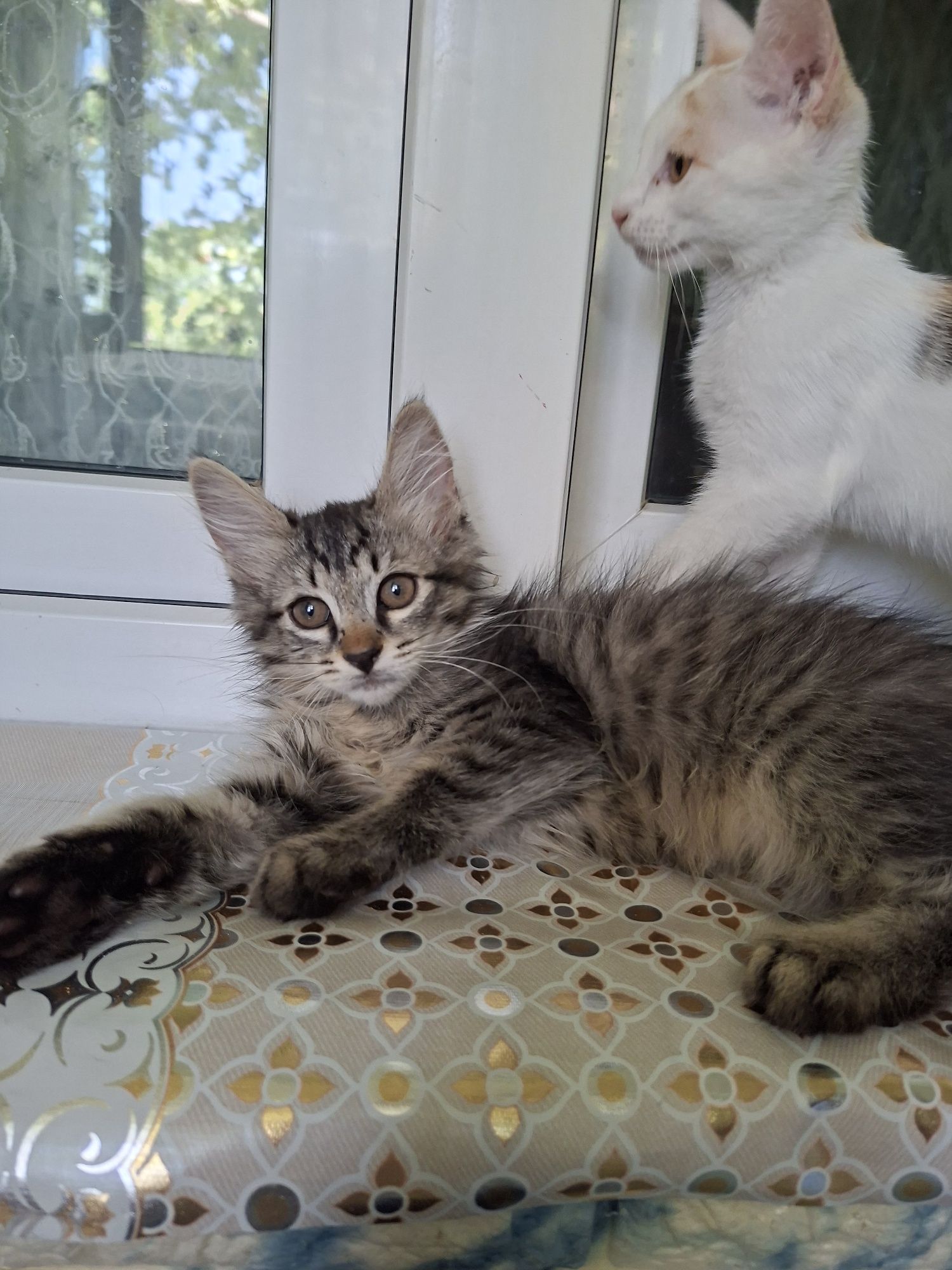 Котята ответственные руки