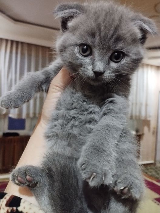 Скотш фолд угил ва Киз бола 1,5 ойли мушукча лар