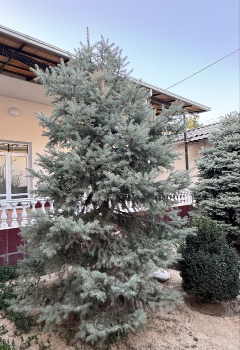 Голубая ель 3,5-4 метра