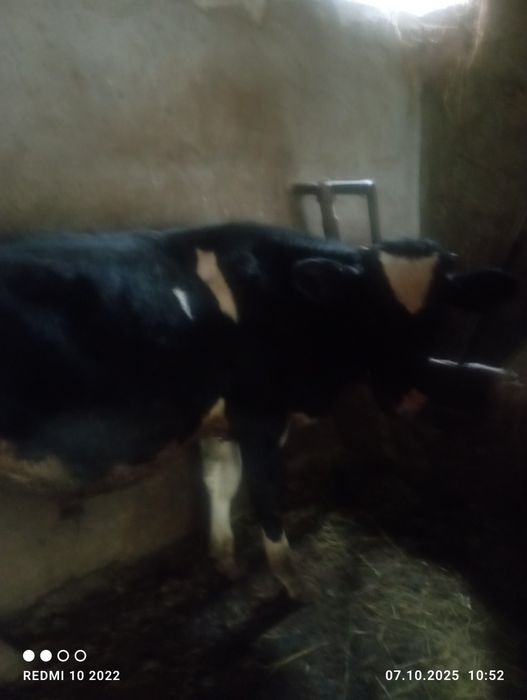 Vănd taur de 6 luni și două vițele una are 3 luni și cealată o lună