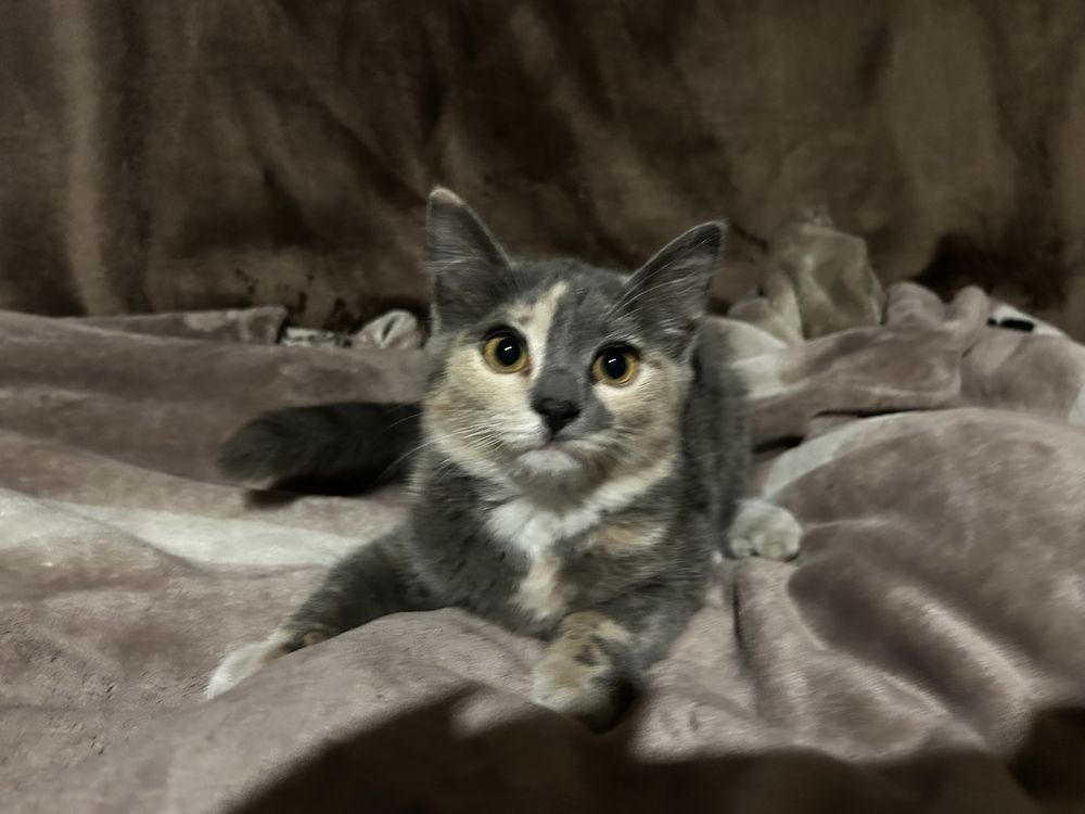 Отдам котят 4 месяца