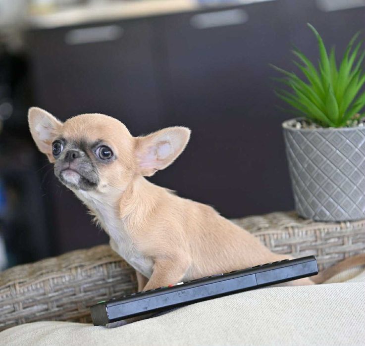 Мъжко миниатюрно чихуахуа лилав фаун