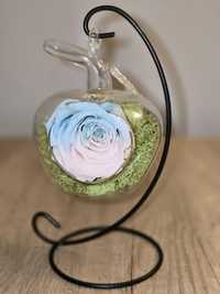 Trandafir criogenat biocolor