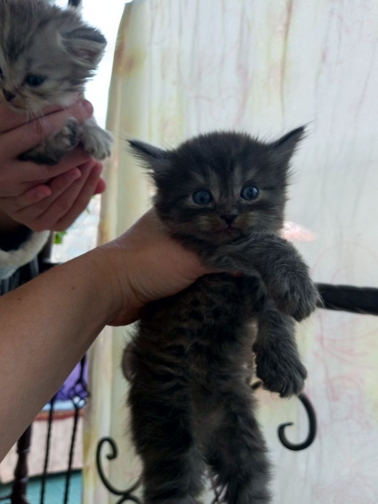 Скоттиш страйт и фолд