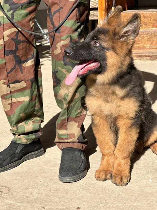 Немецкая овчарка мальчик 3,5 месяца