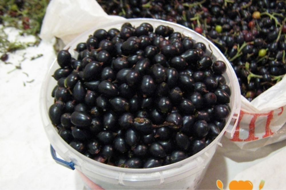 Продам  очень вкусную смородину