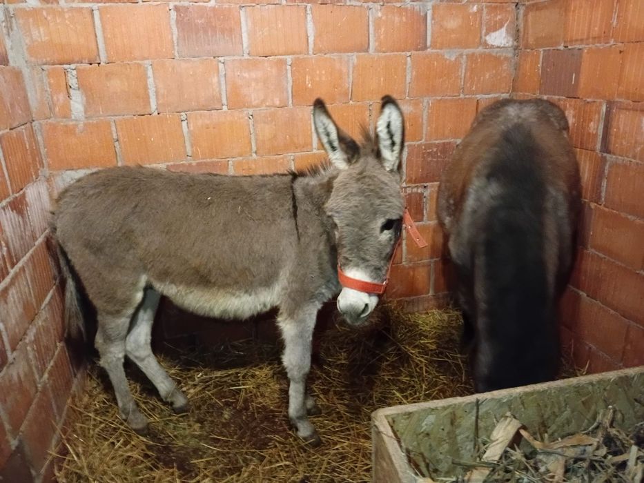 Vând un măgar de 10 luni învățat între oi