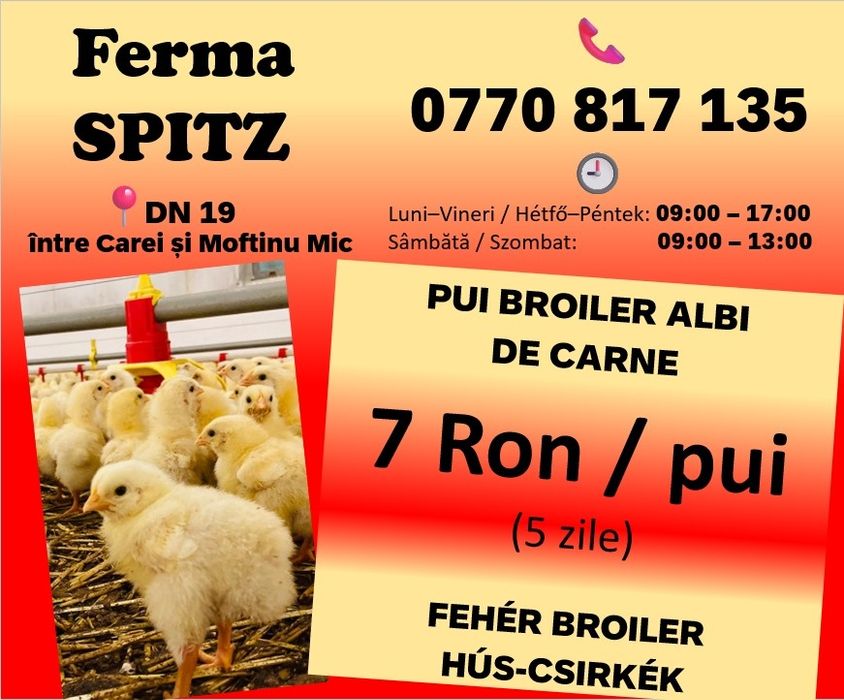 Pui de 6 zile la 7 Ron / pui