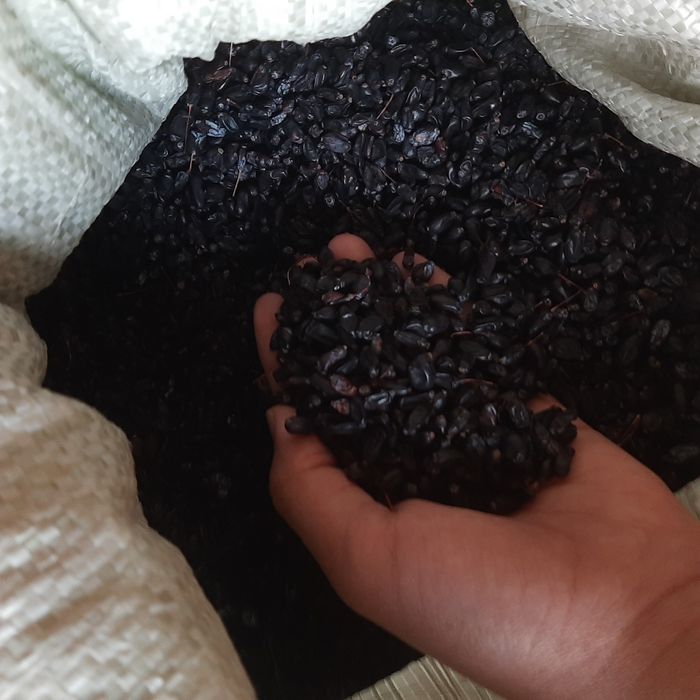 Барбарис чисто сушенный